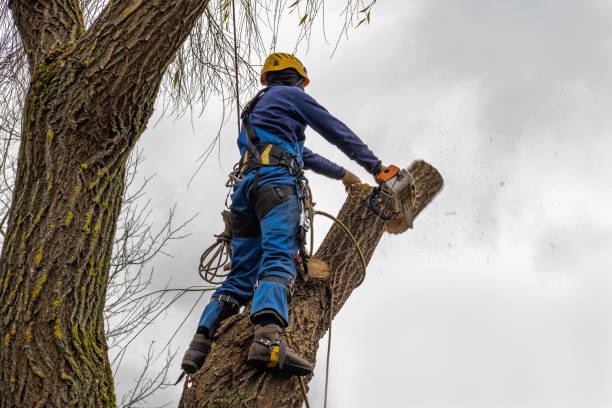 Trusted White Plains, NY Tree Care Services Experts